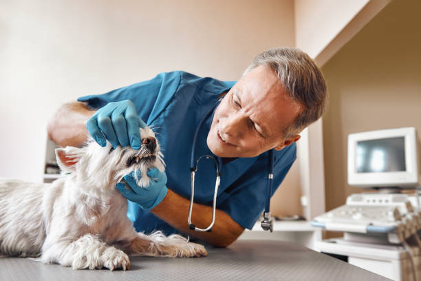 Best Emergency X-Rays and Diagnostics in Triana, AL